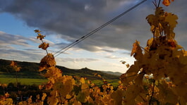 Weinmanufaktur Müller-Burmester