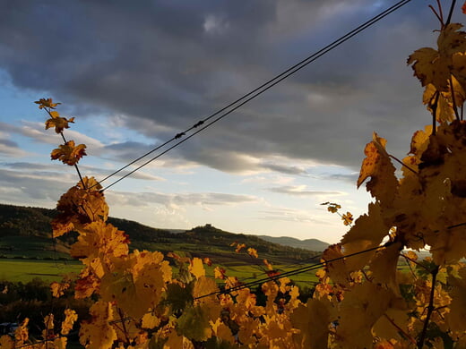 Weinmanufaktur Müller-Burmester