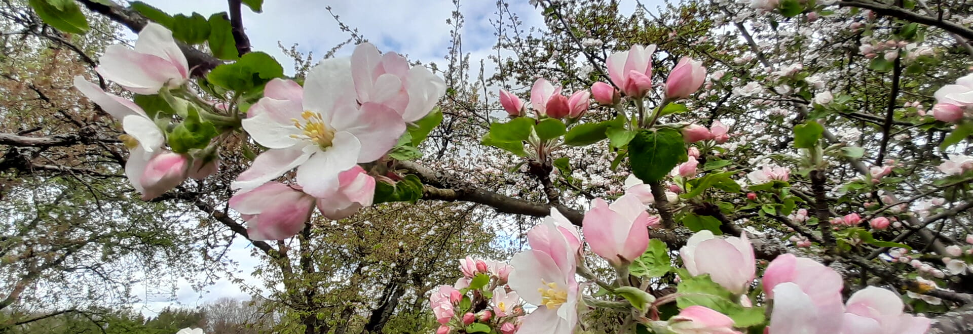 Gepflegte Vielfalt: Kulturgut Streuobstwiese