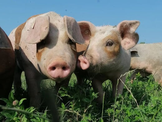 Schäberle Agrar GbR Gäu-Weideschwein