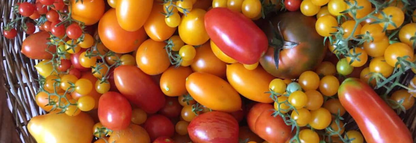Obst und Gemüse, saisonal frisch geerntet