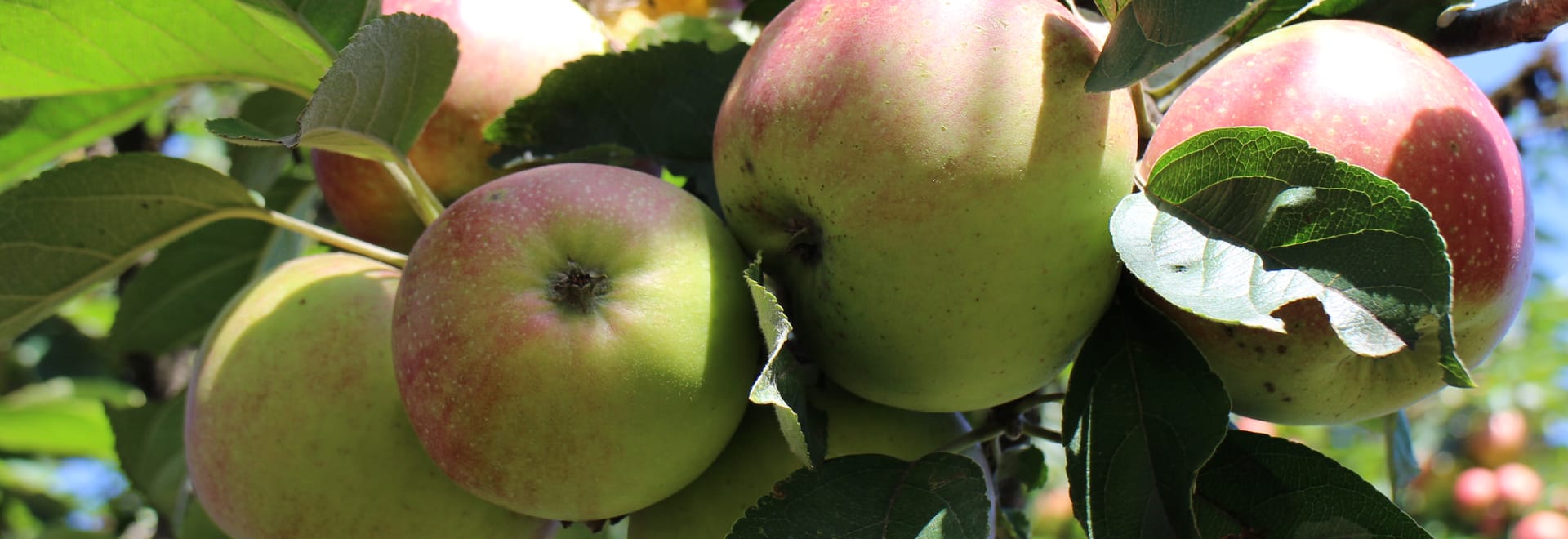 Obst und Gemüse, saisonal frisch geerntet